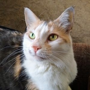 Meet your Posher, Joyce